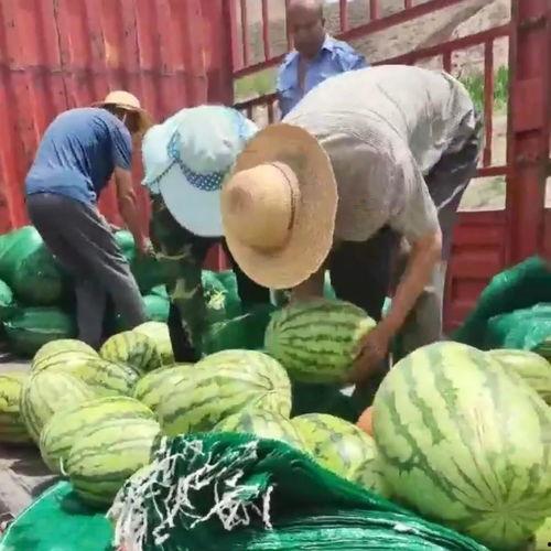 吃瓜群众赵新建,揭秘吃瓜群众的趣味生活与独特视角