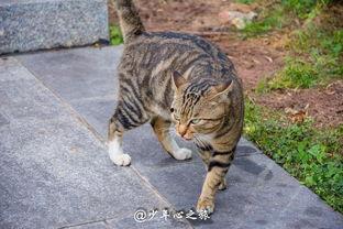 大金牙猫吃瓜群众,吃瓜群众的趣味生活