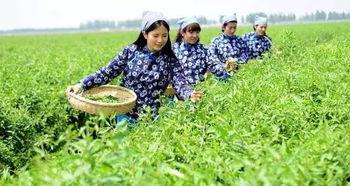 草原吃瓜群众介绍,草原吃瓜群众眼中的草原风情与生活画卷