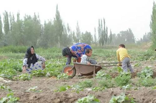 草原吃瓜群众介绍,草原吃瓜群众眼中的草原风情与生活画卷