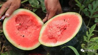 道具只想做个吃瓜群众怎么办,做一个旁观者的吃瓜日常