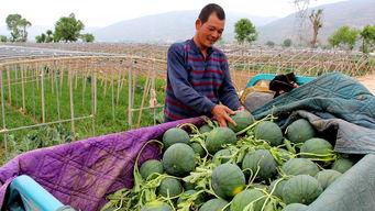 吃瓜群众有口福的下联,民众共享美食盛宴