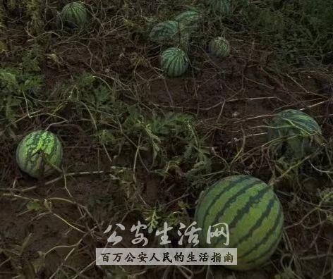 新赛季峡谷吃瓜群众在哪,吃瓜群众热议新动态