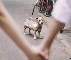 舔狗求婚吃瓜群众视频,吃瓜群众围观爆笑瞬间